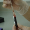 Gloved hand holding a blood sample tube