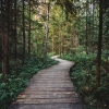 Wooden boardwalk path through a forest