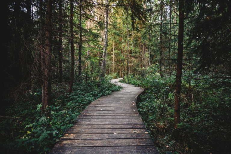 Wooden boardwalk path through a forest